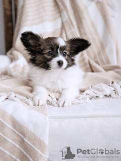 Photo №3. Papillon Puppy Available. Lithuania