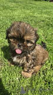 Photo №4. I will sell bichon frise, yorkshire terrier, cavalier king charles spaniel, kavapu, lhasa apso, maltese dog, maltipu, pekingese, pomeranian, poodle (dwarf), poodle (toy), russian hound, schnauzer, shih tzu in the city of Daugavpils. private announcement, from nursery, breeder - price - 565$