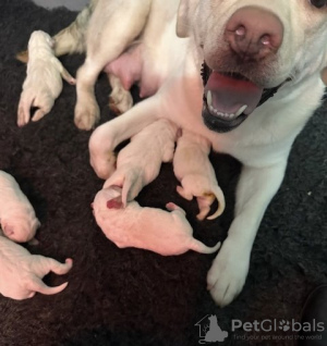 Additional photos: Stunning White Labrador Puppies