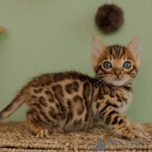 Photo №2 to announcement № 106489 for the sale of bengal cat - buy in Czech Republic 