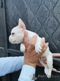 Photo №1. french bulldog - for sale in the city of Dubai | negotiated | Announcement № 31812