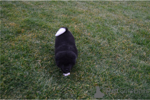 Photo №2 to announcement № 135601 for the sale of akita - buy in Germany private announcement, breeder