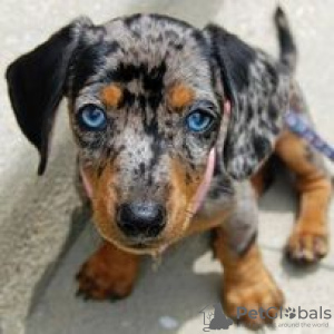 Photo №1. dachshund - for sale in the city of Hartford | 600$ | Announcement № 109907