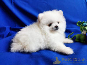 Photo №2 to announcement № 41079 for the sale of pomeranian - buy in Czech Republic breeder