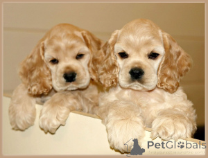 Photo №1. english cocker spaniel - for sale in the city of ODDER | negotiated | Announcement № 169987