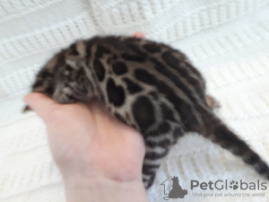Photo №1. bengal cat - for sale in the city of Miass | 1500$ | Announcement № 8638