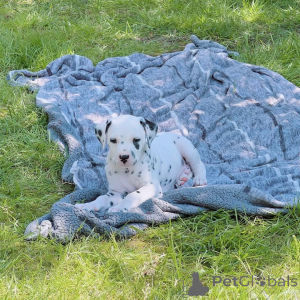 Photo №3. Five top class puppies available. Austria