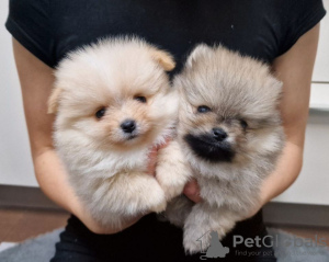 Photo №1. pomeranian - for sale in the city of Doha | negotiated | Announcement № 38556