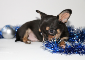 Photo №4. I will sell chihuahua in the city of Санкт-Петербург. breeder - price - Negotiated