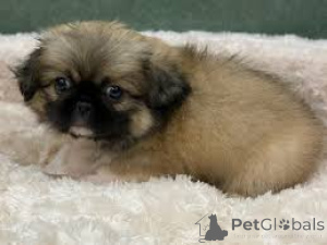 Photo №3. Pekingese Puppies. Germany