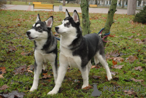 Additional photos: 2 husky girls for sale