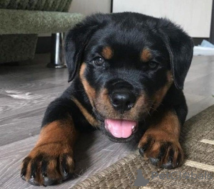 Photo №1. rottweiler - for sale in the city of Paris | negotiated | Announcement № 78273