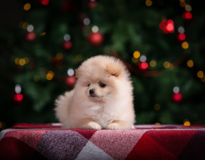 Photo №1. german spitz - for sale in the city of Yaroslavl | Negotiated | Announcement № 4184
