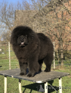 Photo №3. Chow Chow Male Puppy For Sale!. Serbia