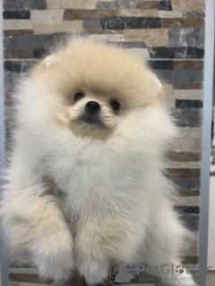 Photo №4. I will sell pomeranian in the city of Belgrade. private announcement - price - 528$