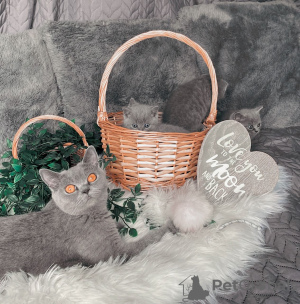 Photo №4. I will sell british shorthair in the city of Стамбул.  - price - Is free