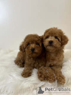 Photo №4. I will sell poodle (toy) in the city of Płock. breeder - price - 1374$