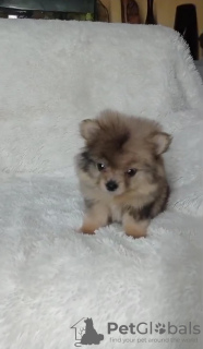Photo №1. pomeranian - for sale in the city of Dusseldorf | negotiated | Announcement № 19649