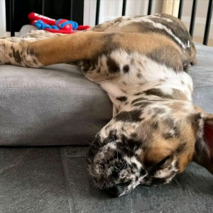 Photo №2 to announcement № 139071 for the sale of great dane - buy in Germany breeder