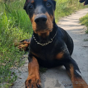 Photo №3. show class doberman puppies. Ukraine