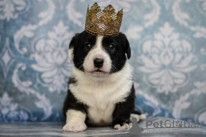 Photo №1. welsh corgi - for sale in the city of Kamenskoe | 1171$ | Announcement № 7961