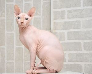 Photo №1. sphynx cat - for sale in the city of Minsk | 1000$ | Announcement № 782