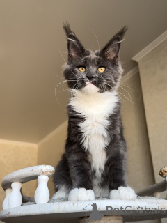 Photo №1. maine coon - for sale in the city of Ettelbryuk | negotiated | Announcement № 156488