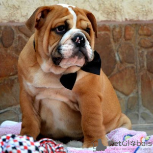 Photo №2 to announcement № 71936 for the sale of english bulldog - buy in Serbia breeder