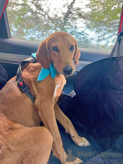 Photo №2 to announcement № 159233 for the sale of non-pedigree dogs - buy in Russian Federation private announcement