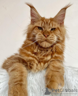 Photo №1. maine coon - for sale in the city of Berlin | 317$ | Announcement № 103701