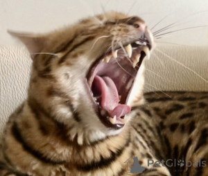 Photo №3. Bengal cat Bengal Cat. Georgia