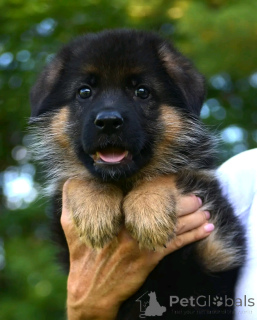Photo №1. german shepherd - for sale in the city of Berlin | 753$ | Announcement № 137162