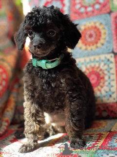 Photo №2 to announcement № 116186 for the sale of poodle (toy) - buy in Serbia breeder