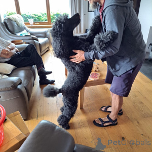 Photo №2 to announcement № 170271 for the sale of poodle (toy) - buy in United States private announcement