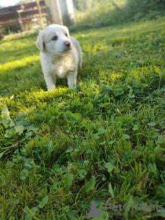 Photo №3. Border collie puppy. Poland