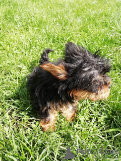 Additional photos: Baby-face Yorkie puppies are completely ready to go.