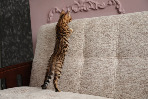 Photo №2 to announcement № 925 for the sale of bengal cat - buy in Russian Federation breeder
