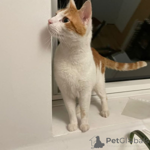 Photo №2 to announcement № 145314 for the sale of european shorthair - buy in France from the shelter