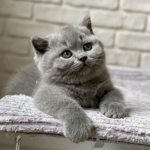 Photo №2 to announcement № 138092 for the sale of british shorthair - buy in Germany breeder