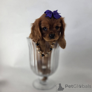 Photo №2 to announcement № 155573 for the sale of cavalier king charles spaniel - buy in Iceland private announcement