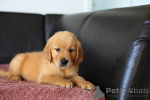 Additional photos: GOLDEN RETRIEVER-golden and dark gold puppies, ZKwP, after champions,