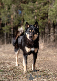 Photo №1. non-pedigree dogs - for sale in the city of Moscow river | Is free | Announcement № 144543