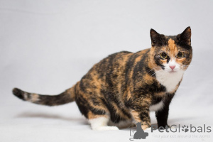 Photo №3. Gorgeous Ulyana is looking for a home!. Russian Federation