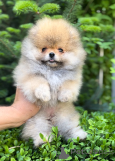 Photo №1. pomeranian - for sale in the city of Kiev | negotiated | Announcement № 142648