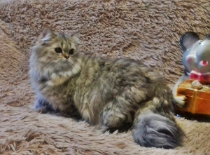Photo №4. I will sell british longhair in the city of Tomsk. from nursery - price - Negotiated