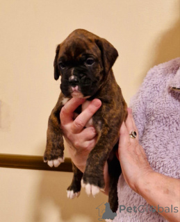 Photo №1. non-pedigree dogs - for sale in the city of Франкфурт-на-Майне | 280$ | Announcement № 135375