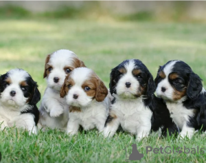 Photo №1. cavalier king charles spaniel - for sale in the city of Stockholm | negotiated | Announcement № 113190