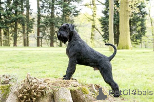 Photo №1. giant schnauzer - for sale in the city of Odensa | 500$ | Announcement № 172788