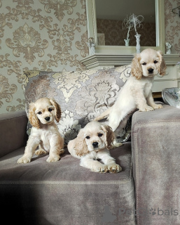 Photo №4. I will sell american cocker spaniel in the city of Minsk. breeder - price - 700$