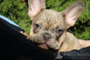 Photo №3. Exotic french bulldog puppies. Serbia